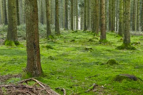 Forest with moss Stock Photos