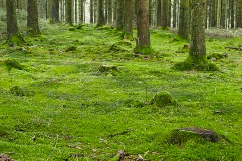 Forest with moss Stock Photos