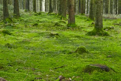 Forest with moss Stock Photos
