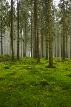 Forest with moss Stock Photos