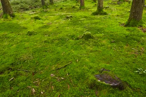 Forest with moss Stock Photos