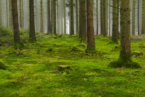 Forest with moss Stock Photos