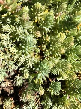 Forest moss. Stock Photos