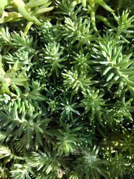 Forest moss. Stock Photos