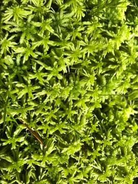 Forest moss. Stock Photos