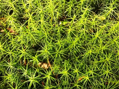 Forest moss. Stock Photos