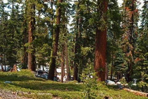 Forest with moss Stockfoto's