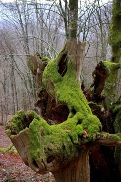 Forest with moss Stock Photos