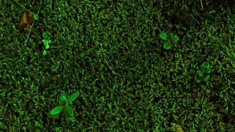 Forest moss Photos