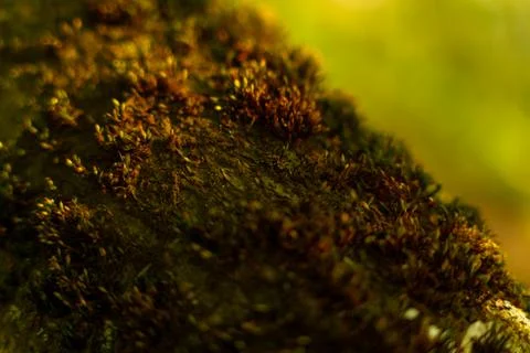 Forest moss in the rays 스톡 사진