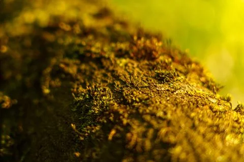 Forest moss in the rays Stock Photos
