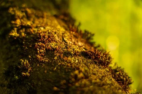 Forest moss in the rays Stock Photos