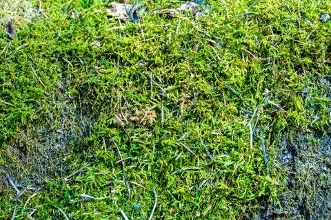 Forest moss in the spring forest close-up and selective focus Stock Photos