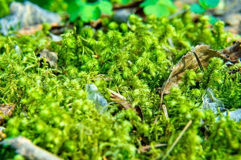Forest moss in the spring forest close-up and selective focus Stock Photos
