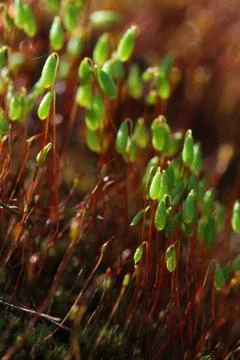 Forest moss in sun rays closeup Foto stock