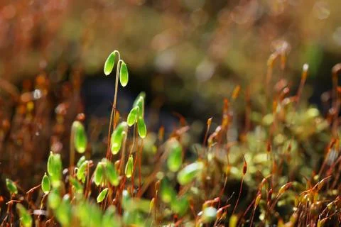 Forest moss in sun rays closeup Stock Photos