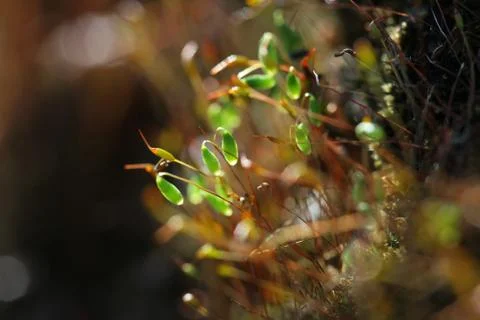Forest moss in sun rays closeup Stock Photos