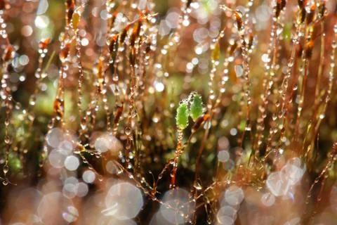 Forest moss in sun rays closeup Stock Photos