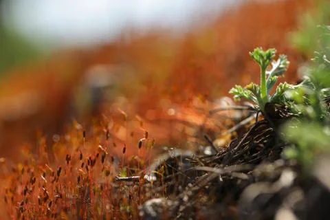 Forest moss in sun rays closeup Stock Photos