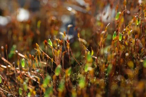 Forest moss in sun rays closeup Stock Photos