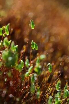 Forest moss in sun rays closeup Stock Photos