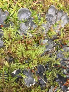 Forest moss texture, wild forest moss top view, natural background 库存照片