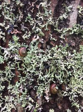 Forest moss texture, wild forest moss top view, natural background Stock Photos