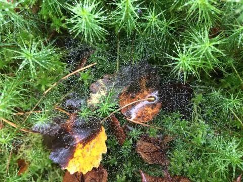 Forest moss texture, wild forest moss top view, natural background Stock Photos