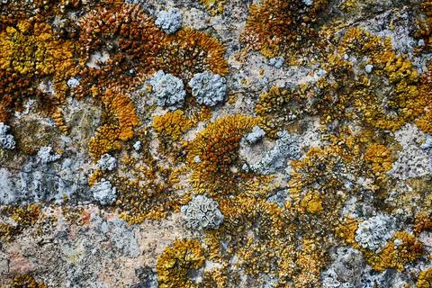 Forest moss texture, wild forest moss top view, natural background Stock Photos