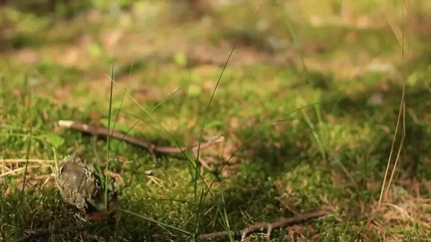 Forest moss with tree Stock Footage 99118998