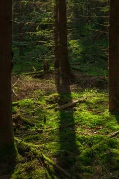 Forest Moss with Tree Shadows in Sunlight Stock Photos