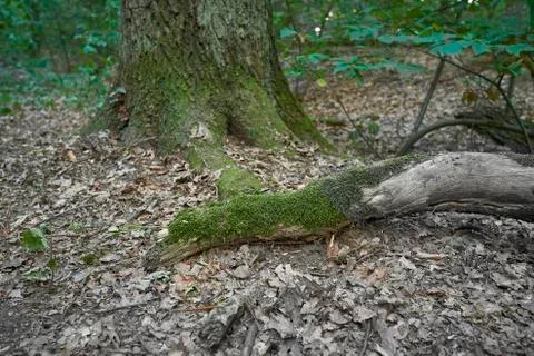 Forest with moss in the trees Stock Photos