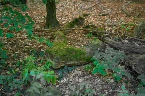 Forest with moss in the trees Stock Photos