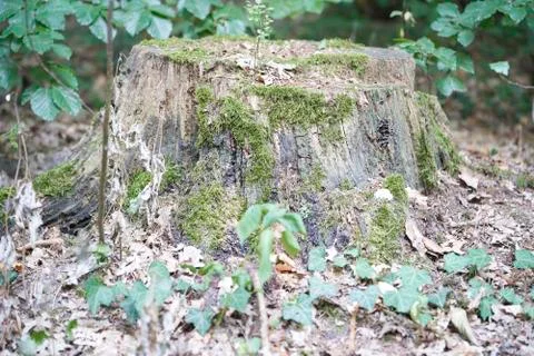Forest with moss in the trees Stock Photos