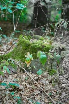 Forest with moss in the trees Stock Photos