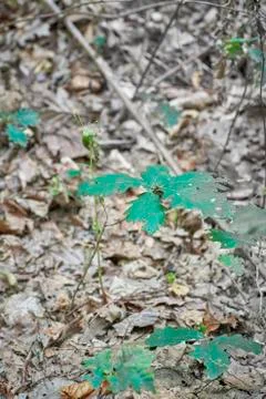 Forest with moss in the trees Stock Photos