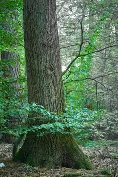 Forest with moss in the trees Stock Photos