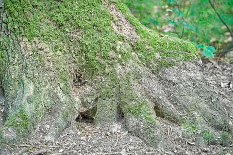Forest with moss in the trees Stock Photos