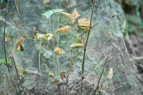 Forest with moss in the trees Foto stock