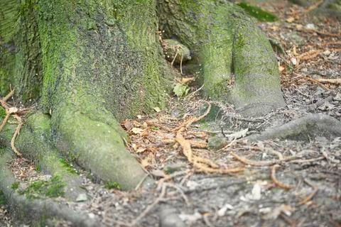 Forest with moss in the trees Stock Photos