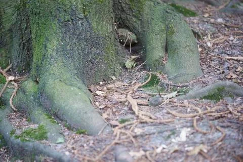 Forest with moss in the trees Stock Photos