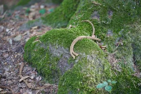 Forest with moss in the trees Stock Photos