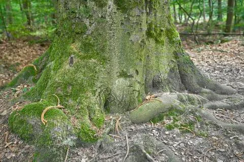 Forest with moss in the trees Stock Photos