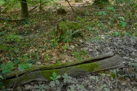 Forest with moss in the trees Stock Photos