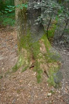Forest with moss in the trees Stock Photos