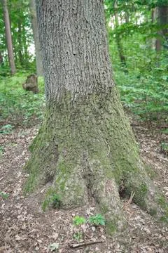 Forest with moss in the trees Foto stock