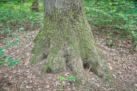 Forest with moss in the trees Stock Photos