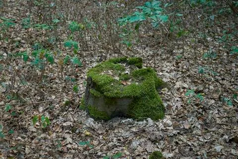 Forest with moss in the trees Stock Photos