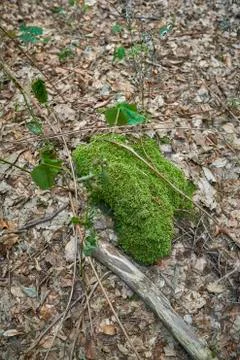 Forest with moss in the trees Stock Photos