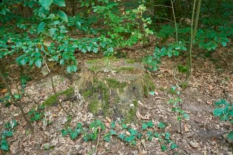 Forest with moss in the trees Foto stock